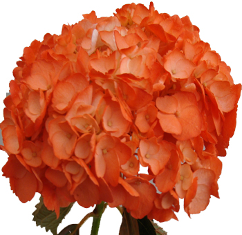 orange dyed hydrangeas perla farms