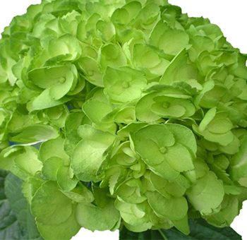 green tinted hydrangeas perla farms