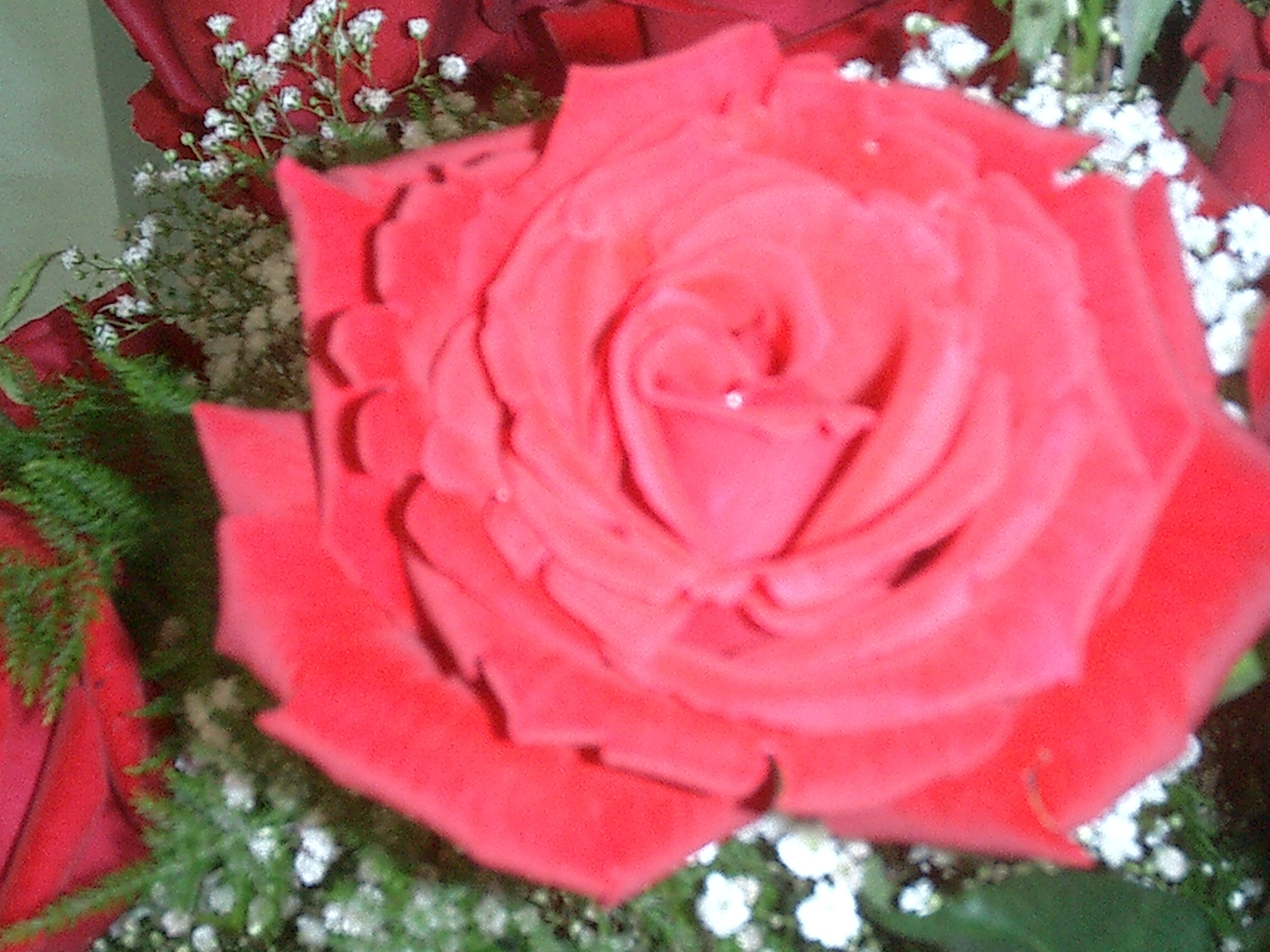 RED ROSE PERLA FARMS