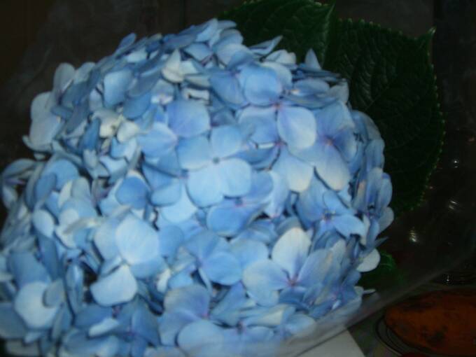 BLUE HYDRANGEAS