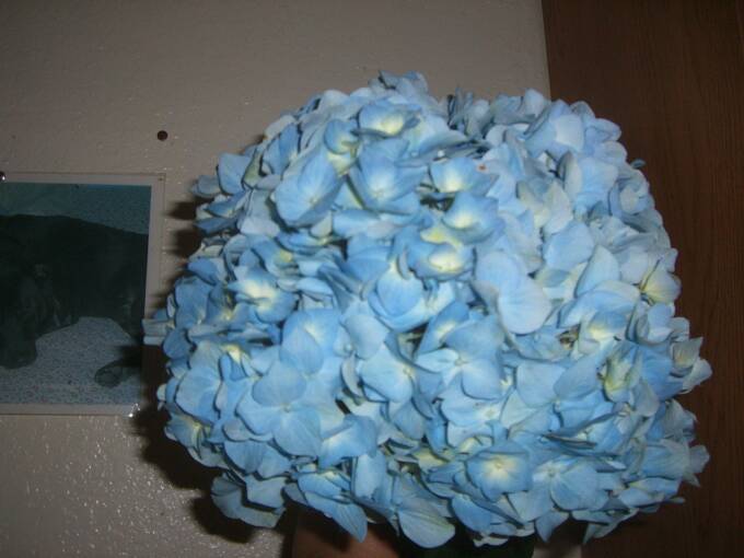 BLUE HYDRANGEA