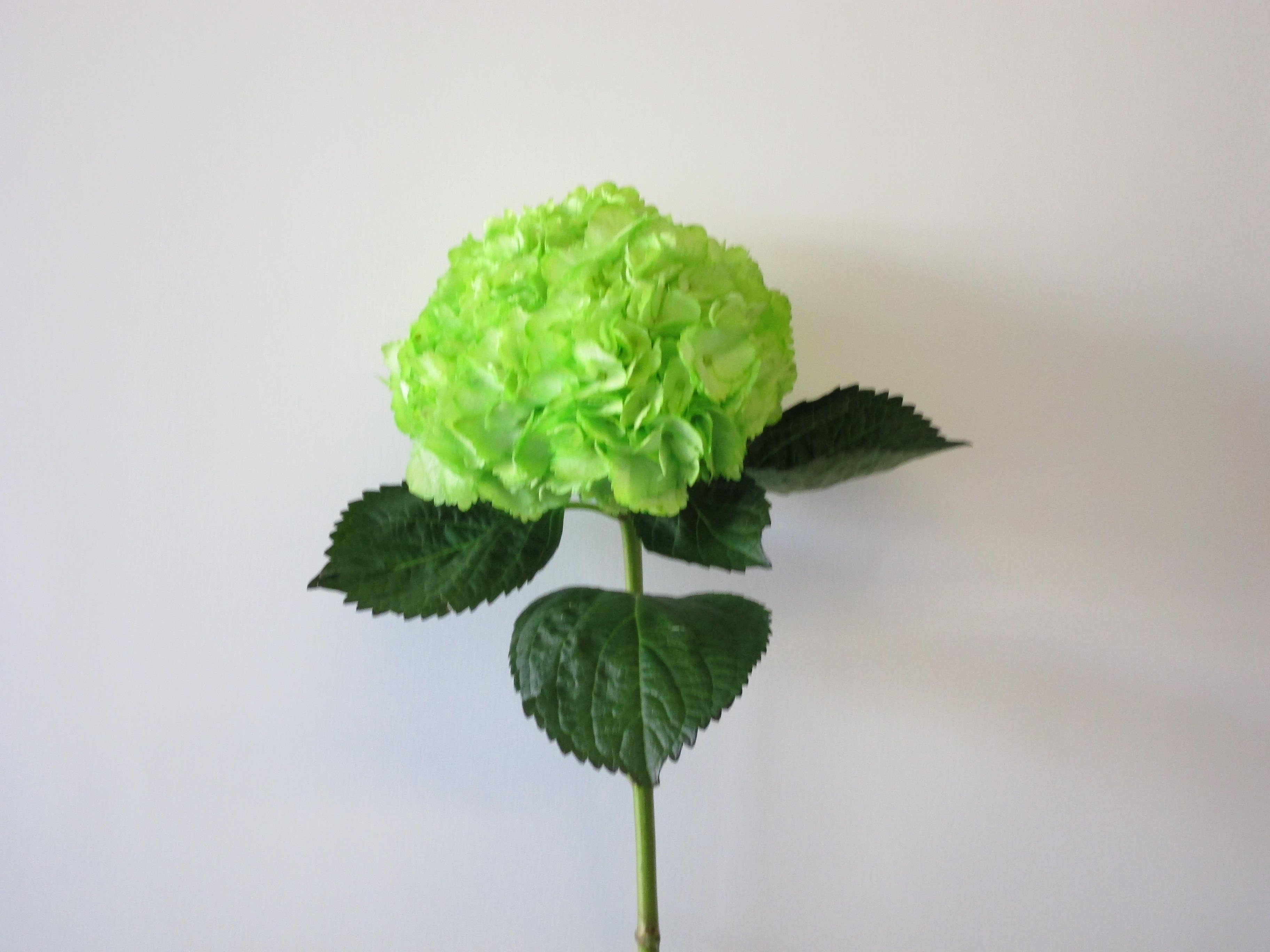 Green Hydrangea Perla Farms