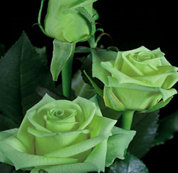 jade roses perla farms