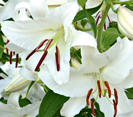 LILIES WHITE PERLA FARMS