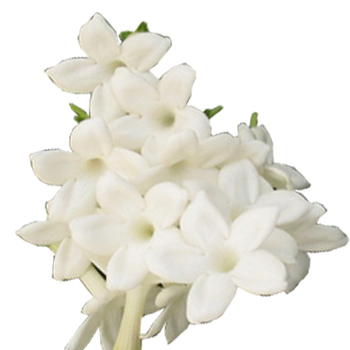 stephanotis