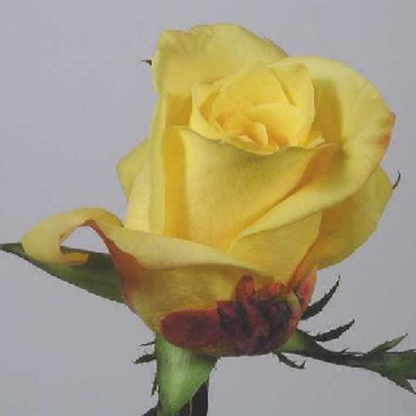 yellow roses