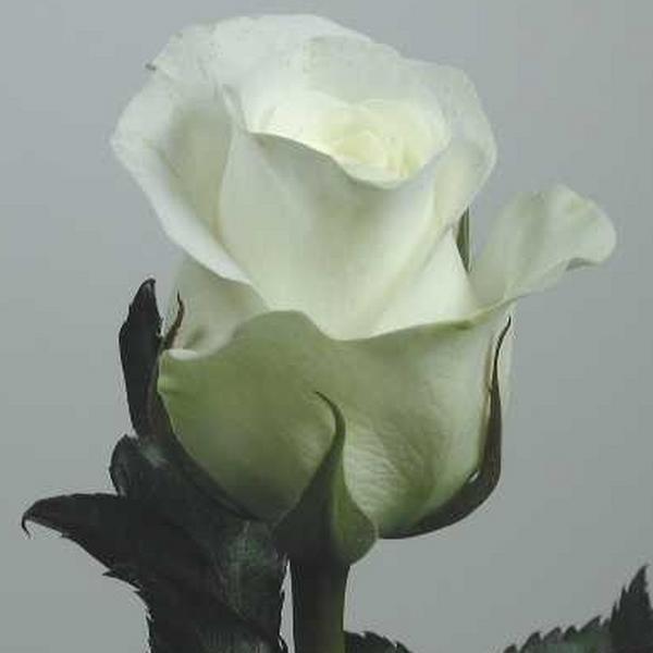  white rose