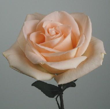 Wedding Roses wholesale