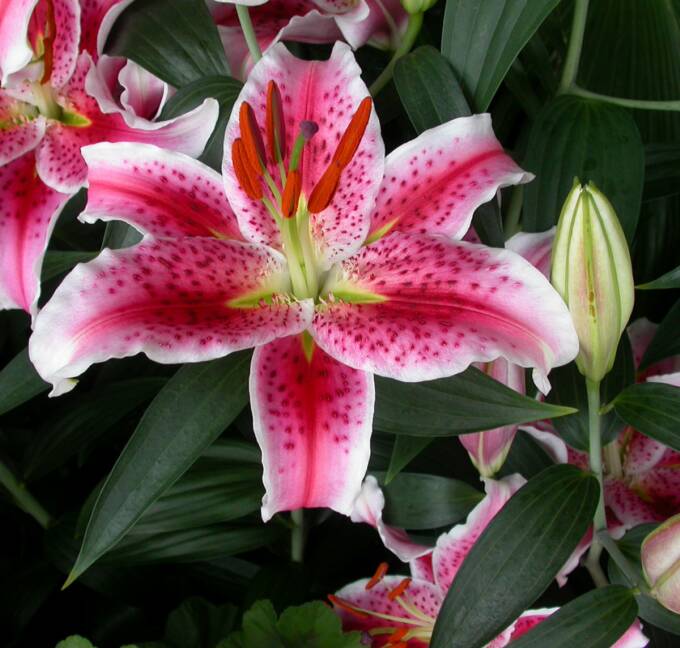 lilies perla farms