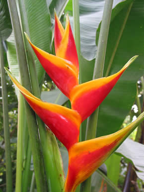 Heliconia perla farms