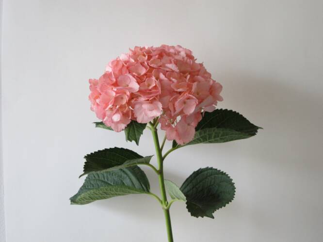 Hydrangea Pink