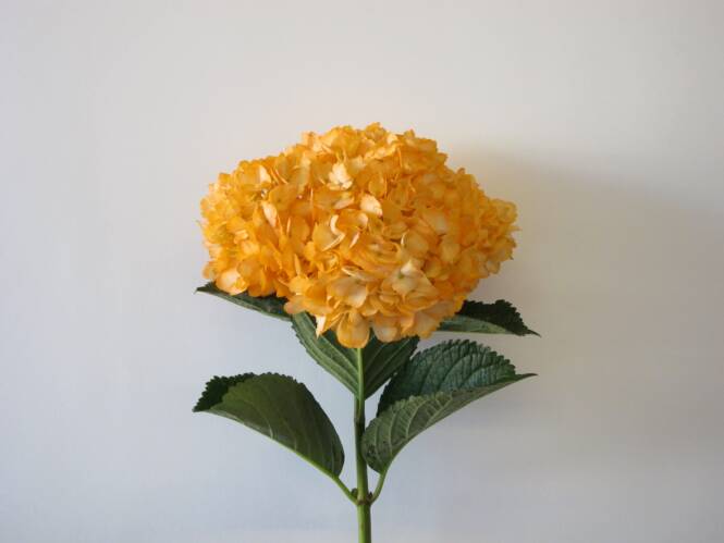 Orange Hydrangea