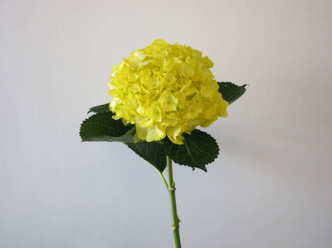 Yellow Hydrangea