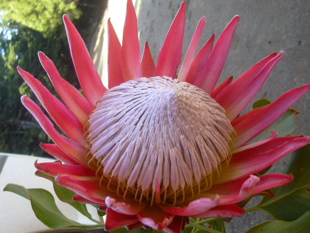 king protea perla farms