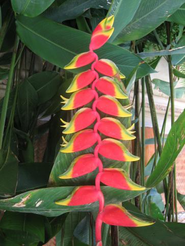 hanging heliconia perla farms