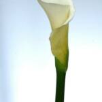 White Calla