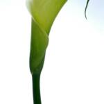 Green Calla