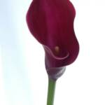 Red Calla