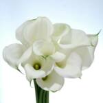 White Callas