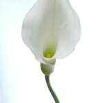 White Calla