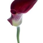 Calla Lily