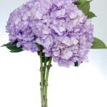 Lavender Hydrangeas