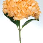 Orange Hydrangea