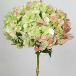 Antique Hydrangea