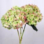 Antique Hydrangeas