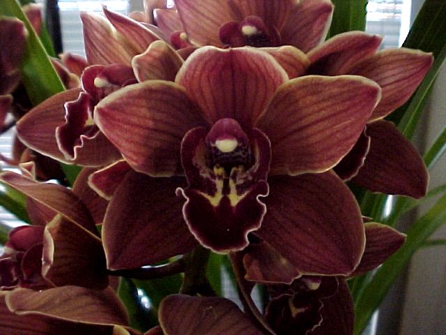 CHOCOLATE CYMBIDIUMS